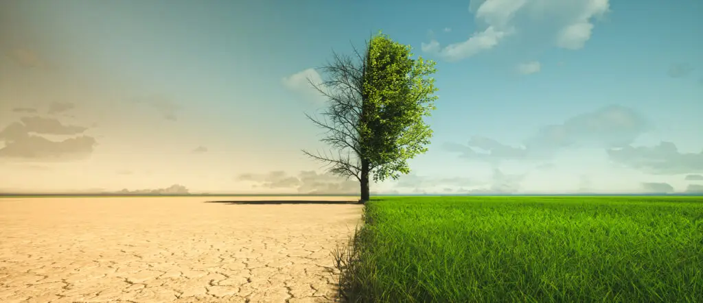 A scene with a tree going from dry to green
